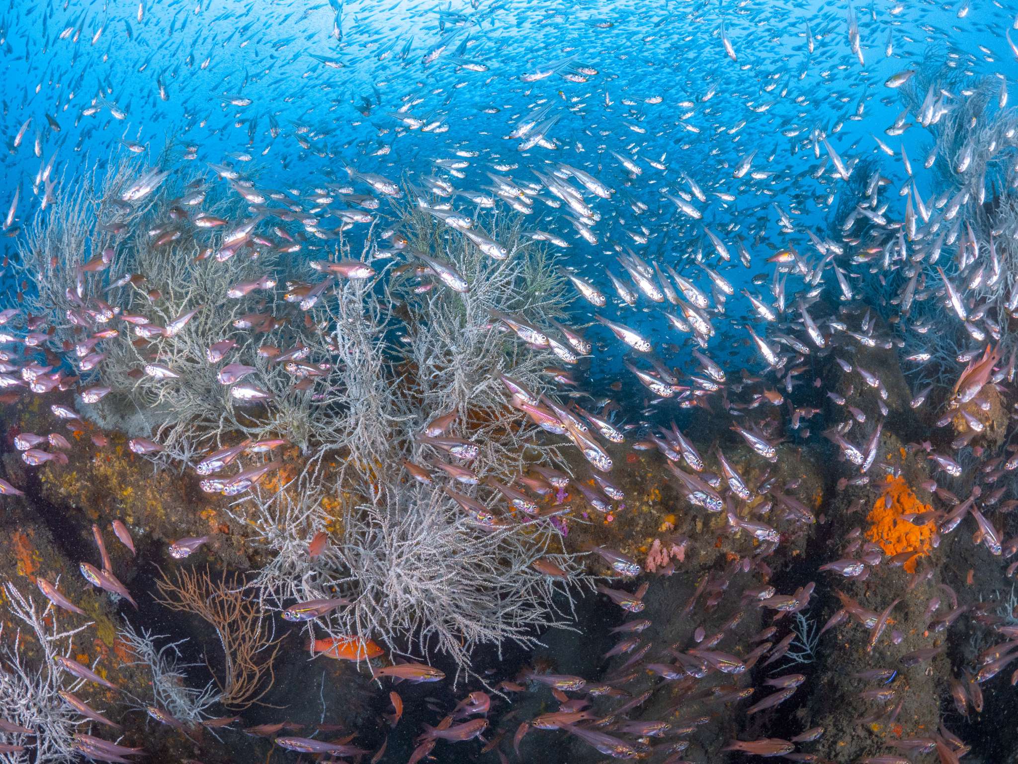 人工魚礁的生命律動